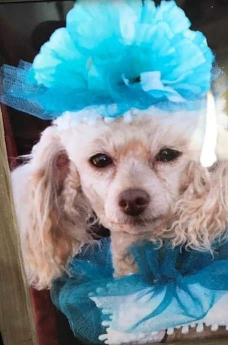 Miracle Minerals- Pets- 1 lb